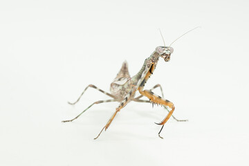 gottesanbeterin Parajphendale Affins Budwing