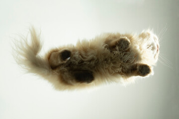 katze persakatze perspektive