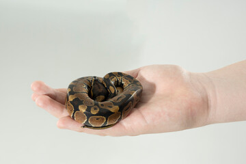 schlange hand Python Regius Königspython