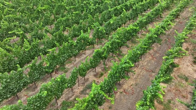 Aerial California vineyard mountain valley field 2. Mendocino county, California. Grape, wine farm regions along Navarro River. Mountains, hills, valley and farming. Redwood and pine forests.