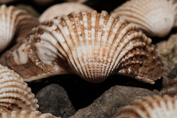 Detailed texture of sea shells