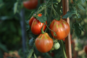Ripe tomatoes in the garden