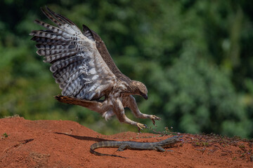 a light morph changeable hawk-eagle nisaetus cirrhatus  attacking an asian water monitor lizard on red soil, natural bokeh background