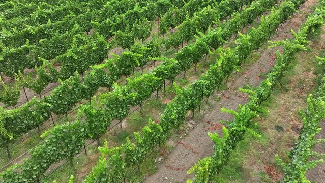 Aerial California vineyard mountain valley climb fast. Mendocino county, California. Grape, wine farm regions along Navarro River. Mountains, hills, valley and farming. Redwood and pine forests.