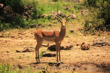 Red Impala male buck standing his ground at waterhole in Musina South Africa.