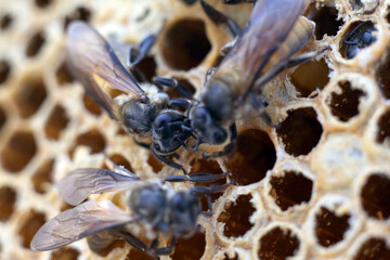 closeup of bees on honeycomb in apiary - selective focus, copy space