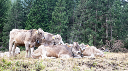 Fototapeta premium Domestic cattle (Braunvieh Cattle) in the Dolomites