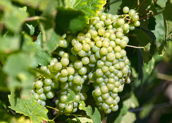 French vineyard during summertime, selective focus