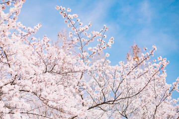 cherry blossoms