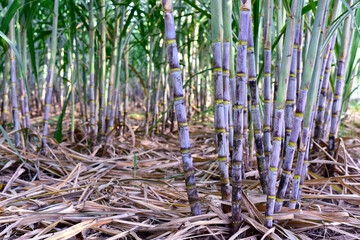 Sugar cane stalks with sugar cane plantation background. sugarcane agricultural economy. Sugarcane planted to produce sugar and food. Sugarcane plant sent from the farm to the factory to make sugar.
