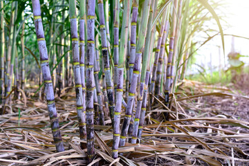Sugar cane stalks with sugar cane plantation background. sugarcane agricultural economy. Sugarcane planted to produce sugar and food. Sugarcane plant sent from the farm to the factory to make sugar.