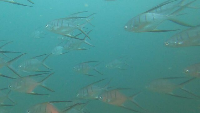 palometa shool of fish 