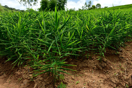 ginger (Zingiber officinale) crop planted and cultivated at agriculture field or farm. Ginger plantation. Farm fresh ginger crop