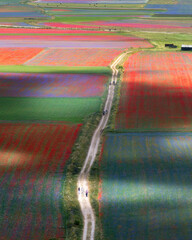 The flowering of Castelluccio di Norcia - La Fioritura di Castelluccio di Norcia