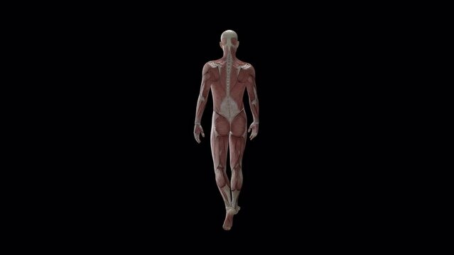 3D animated anatomy of human body, muscular system. Loop with alpha channel
