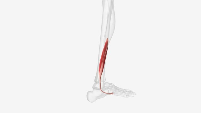 The main function of fibularis brevis is to evert the foot at the subtalar joint