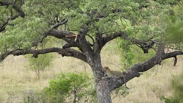 Leopard resting in a tree watching for his prey in Kruger National park, South Africa ; Specie Panthera pardus family of Felidae