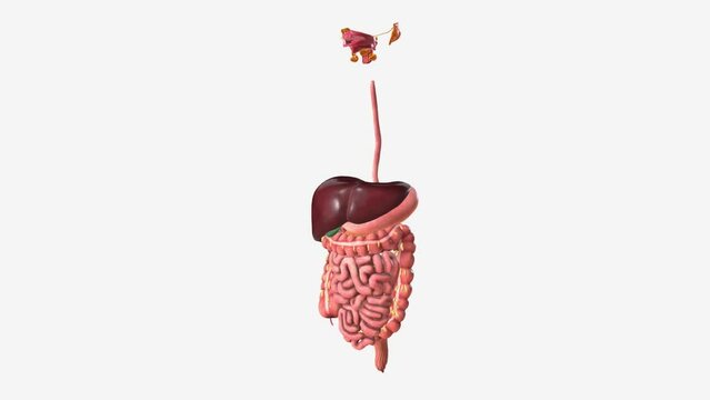 The digestive system includes the mouth, pharynx (throat), esophagus, stomach, small intestine, large intestine, rectum, and anus