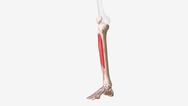 The extensor digitorum longus is a pennate muscle, situated at the lateral part of the front of the leg
