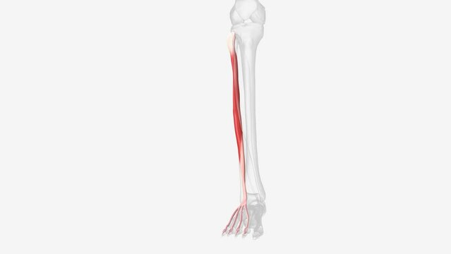 The extensor digitorum longus is a pennate muscle, situated at the lateral part of the front of the leg