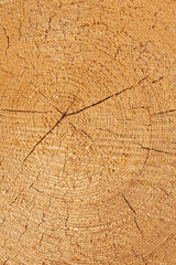 Slice of wood timber as natural background