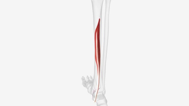 The flexor digitorum longus (FDL) is part of the deep muscle group of the posterior compartment of the lower leg