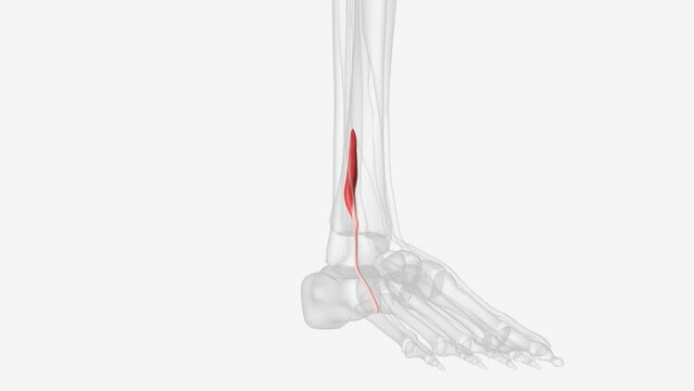 Fibularis tertius is a muscle of the anterior calf whose function is to dorsiflex the foot
