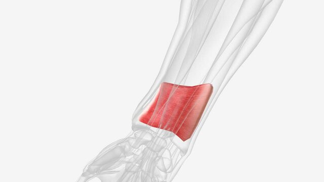 Pronator quadratus is a quadrangular, thin, short and flat muscle lying within the anterior compartment of forearm