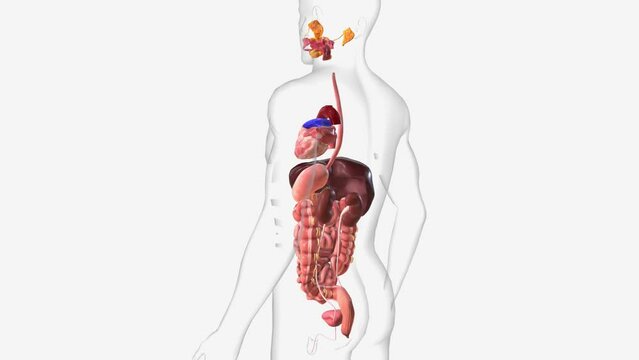 Digestive and Urinary System 3d