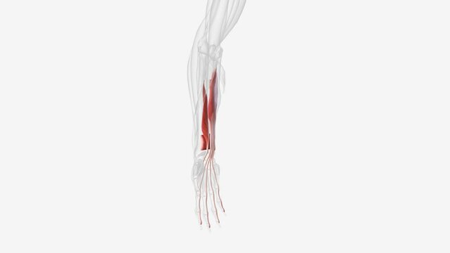 Muscles that make up the deep layer of the forearm flexor muscles