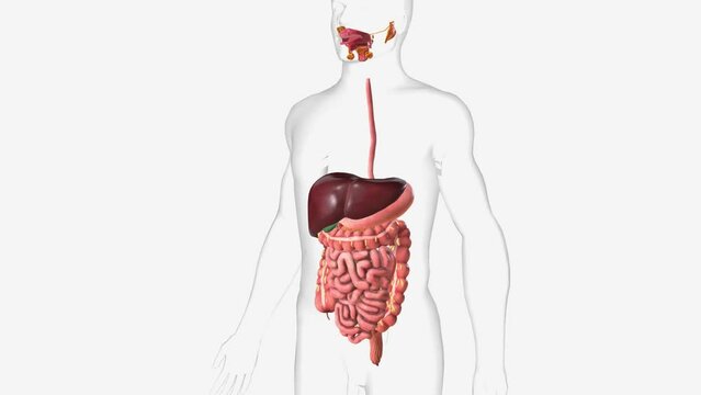 The digestive system includes the mouth, pharynx (throat), esophagus, stomach, small intestine, large intestine, rectum, and anus