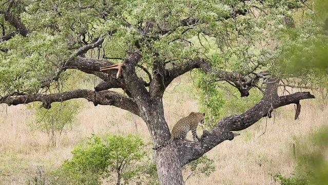Leopard resting in a tree watching for his prey in Kruger National park, South Africa ; Specie Panthera pardus family of Felidae