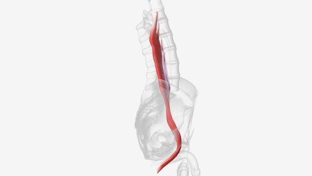 The psoas muscle is a paraspinal muscle located deep in the body, very close to the spine and the brim of the lesser pelvis