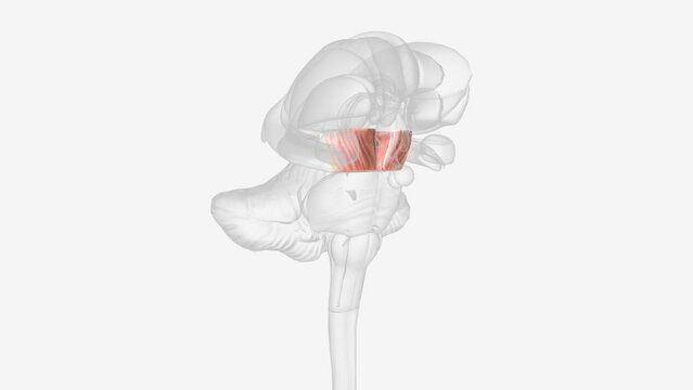 Cerebral peduncles and Midbrain 3d medical.