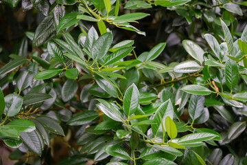 Natural green background. Green leaves of the plant Prunus laurel cherry.