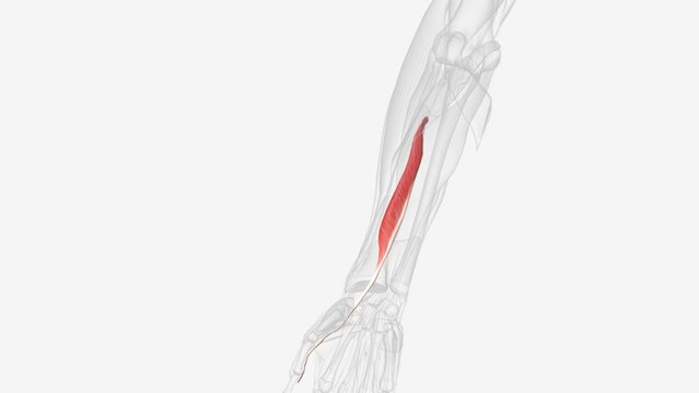 The flexor pollicis longus is a muscle in the forearm and hand that flexes the thumb.