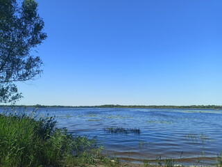 A view of the Dnieper coast overgrown with young sedge against a clear blue sky.