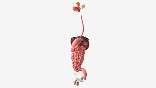 Digestive system and Reproductive System