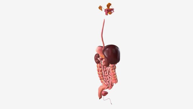 Digestive System and Urinary System