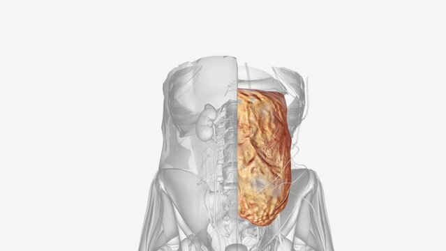 he lacunar ligament, also named Gimbernat's ligament, is a ligament in the inguinal region