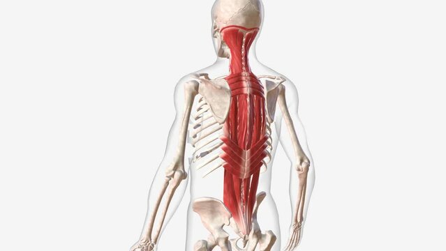 The upper back muscles are: Latissimus dorsi, Rhomboid muscles, Levator scapulae and the Trapezius