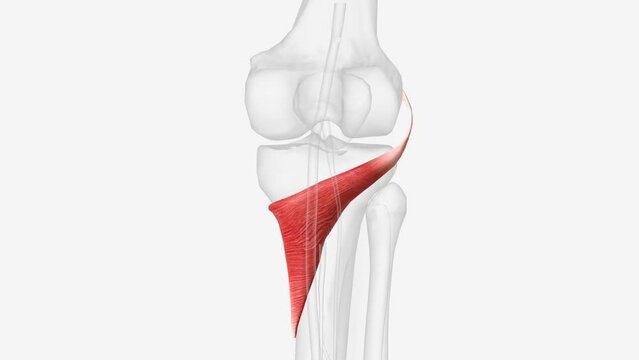 The popliteus muscle is a small muscle that forms the floor of the popliteal fossa