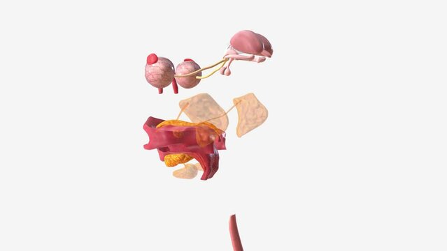 Your salivary glands lubricate your mouth, help you swallow, aid in digestion and help protect your teeth against harmful bacteria