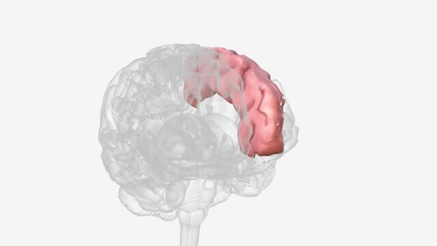 Left superior frontal gyrus 3d medical