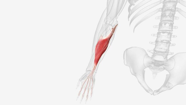 Flexor digitorum superficialis (flexor digitorum sublimis) is an extrinsic flexor muscle of the fingers at the proximal interphalangeal joints