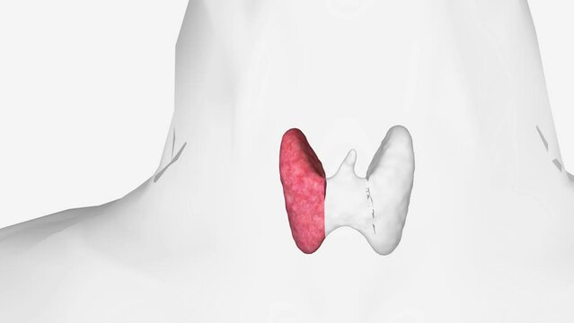 The parathyroid glands are two pairs of small, oval-shaped glands.