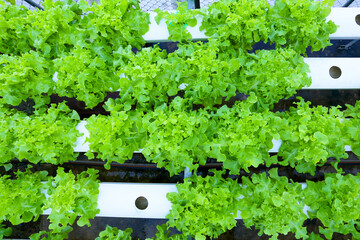 Organic vegetables are grown in farm grown by farmers. organic farmer monitoring their organic to develop organic grown vegetables.