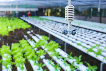 Greenhouse watering system in action