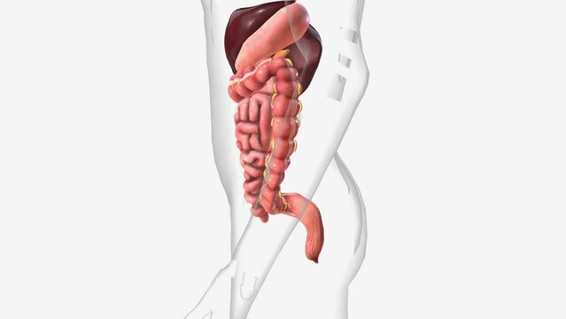 The digestive system includes the mouth, pharynx (throat), esophagus, stomach, small intestine, large intestine, rectum, and anus