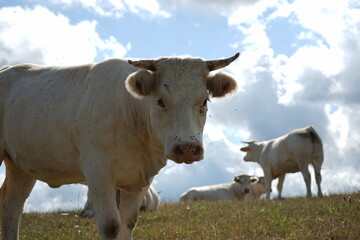 pictures from differents place in France